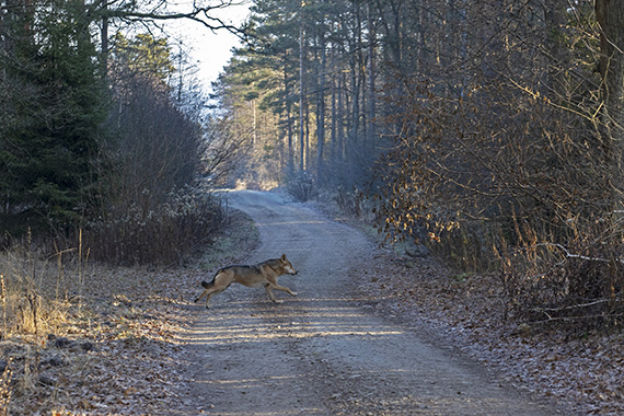 570